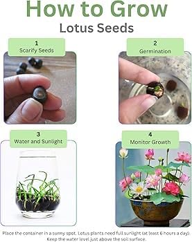 Lotus Blossom Seed Pack