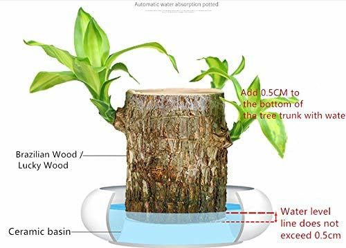 Brazilian Wood Plant Twin Pack