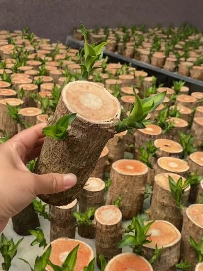 Brazilian Wood Plant Twin Pack