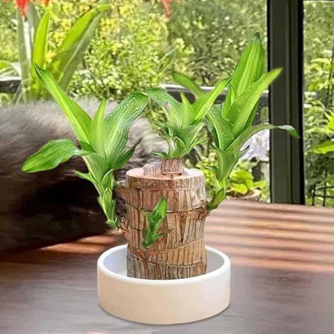Brazilian Wood Plant Twin Pack