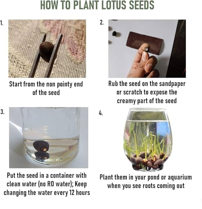Lotus Blossom Seed Pack