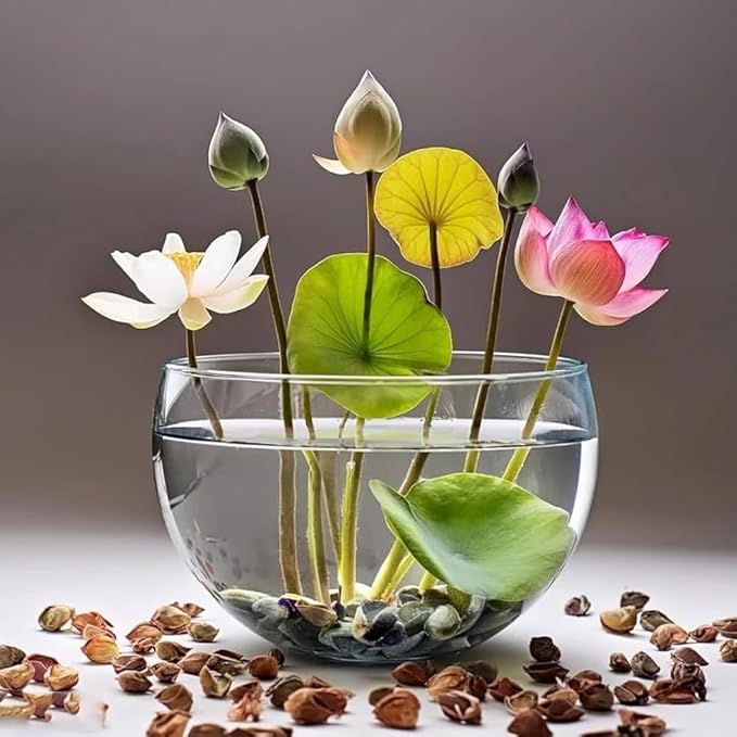 Lotus Blossom Seed Pack