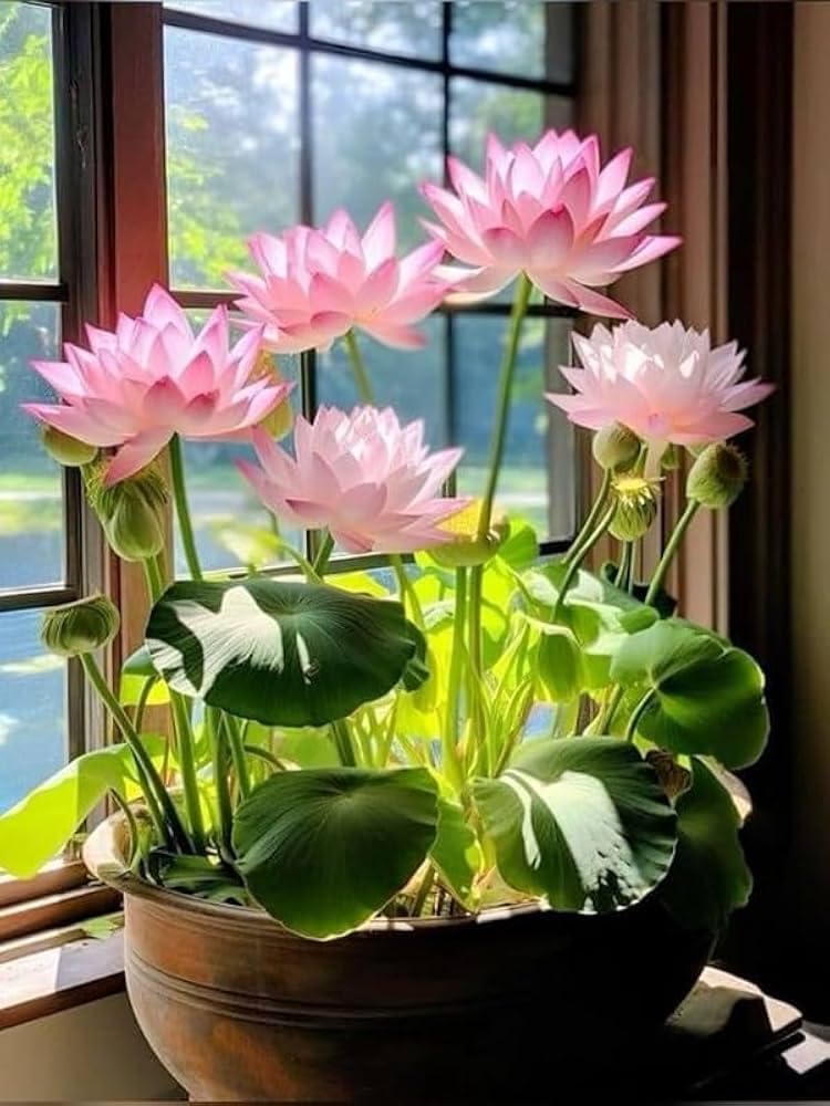 Lotus Blossom Seed Pack