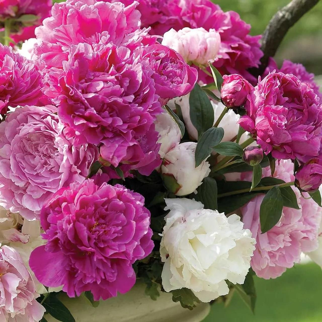 Peony Bloom Pack