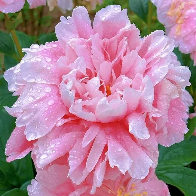 Peony Bloom Pack