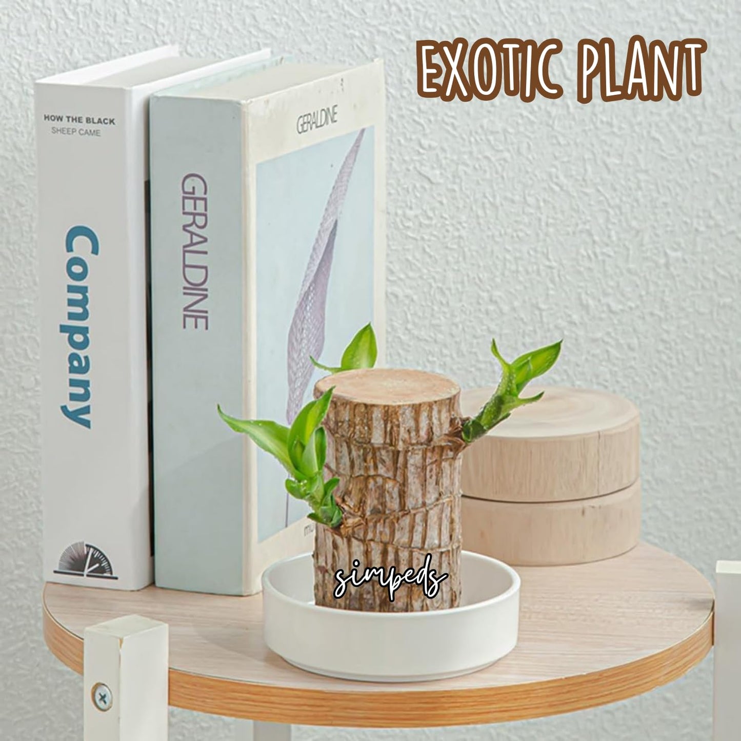Brazilian Wood Plant Twin Pack
