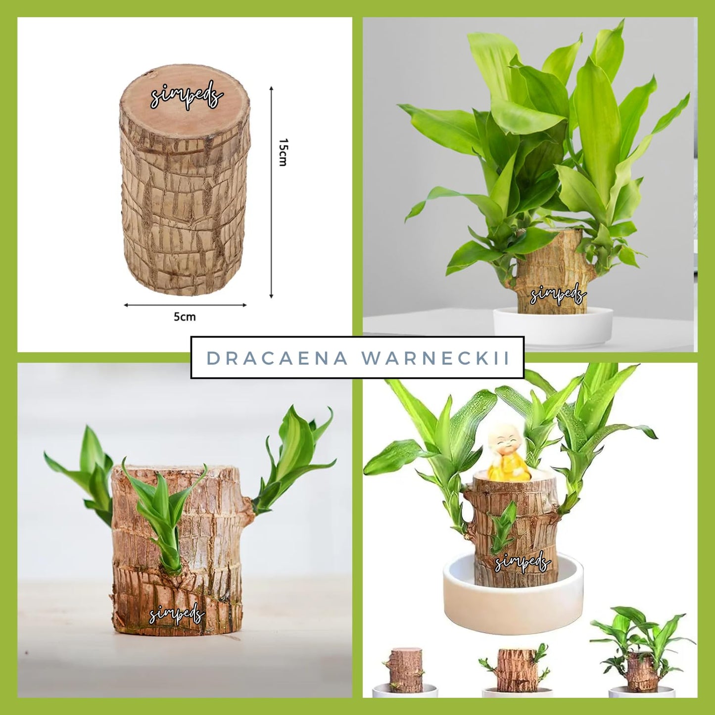Brazilian Wood Plant Twin Pack