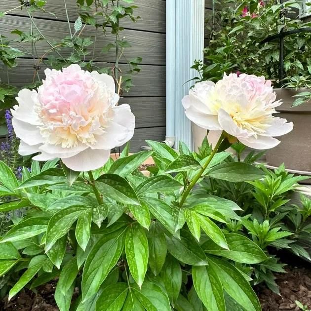 Peony Bloom Pack