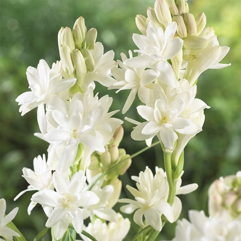 Rajnigandha Double Petal Fragrant Flowers