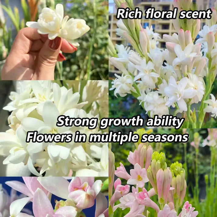 Rajnigandha Double Petal Fragrant Flowers