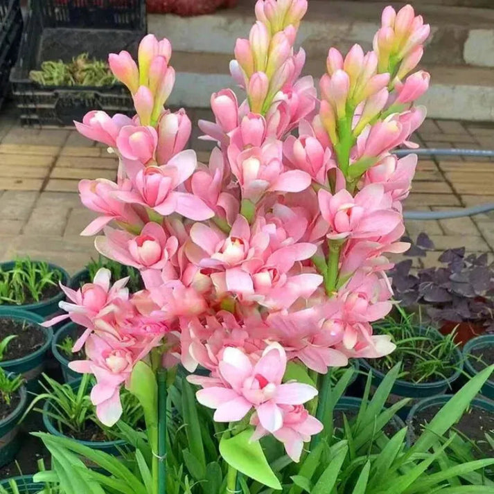 Rajnigandha Double Petal Fragrant Flowers