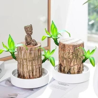Brazilian Wood Plant Twin Pack