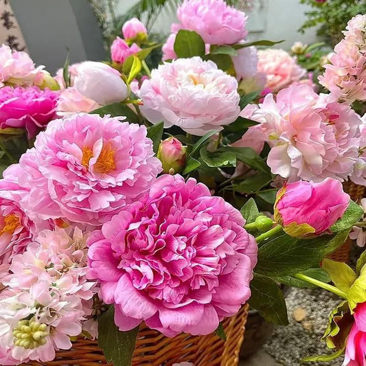 Peony Bloom Pack