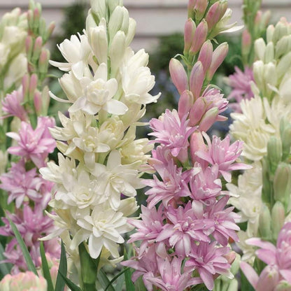 Rajnigandha Double Petal Fragrant Flowers
