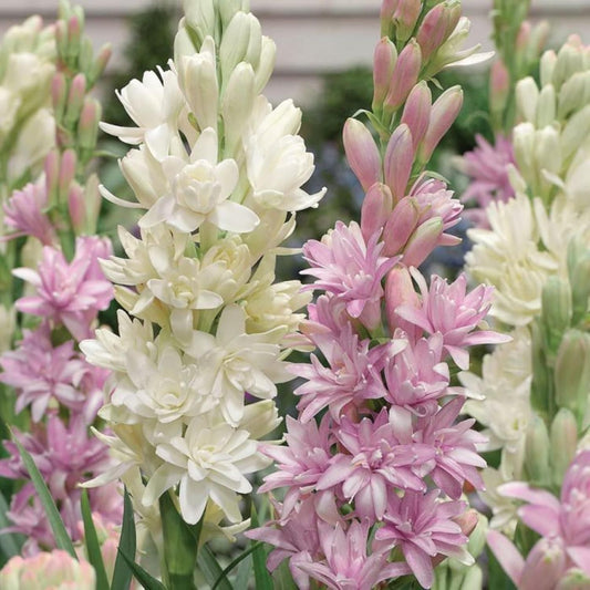 Rajnigandha Double Petal Fragrant Flowers