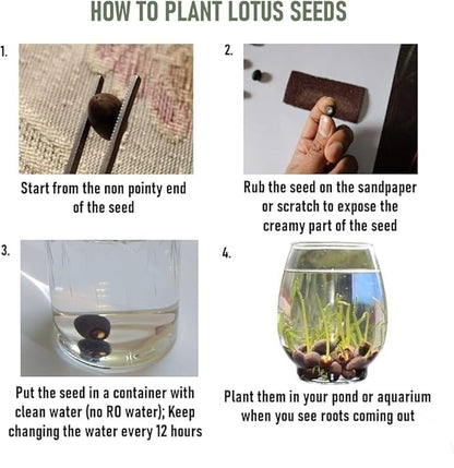 Lotus Blossom Seed Pack