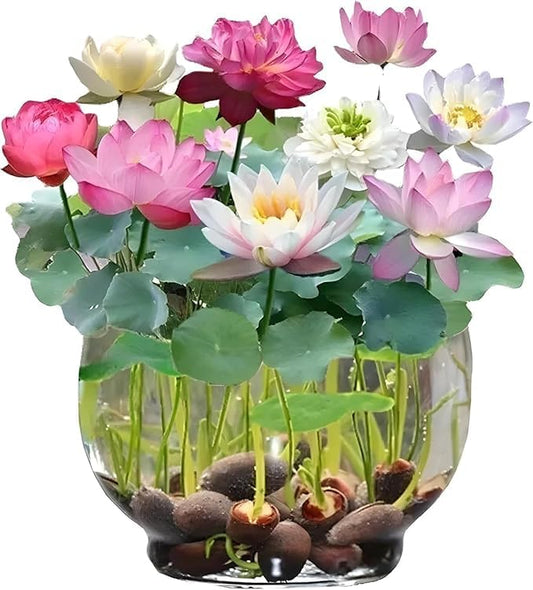 Lotus Blossom Seed Pack