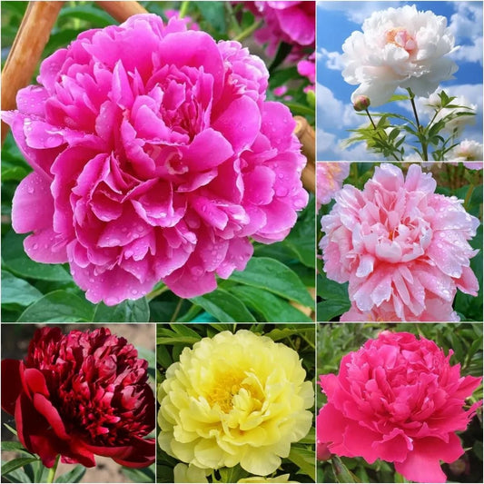 Peony Bloom Pack