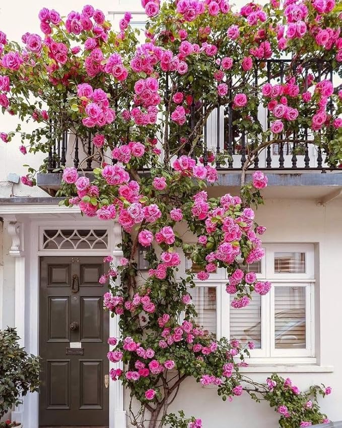 Elegant Climbing Rose Seeds