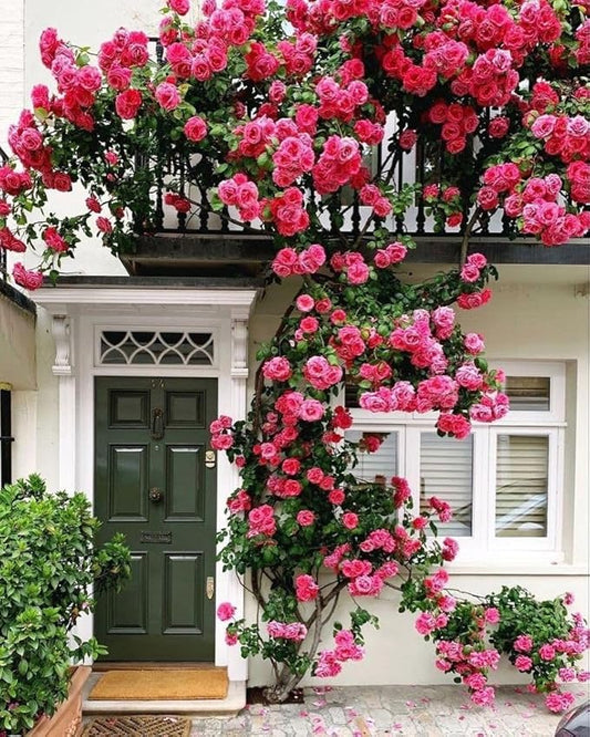 Elegant Climbing Rose Seeds