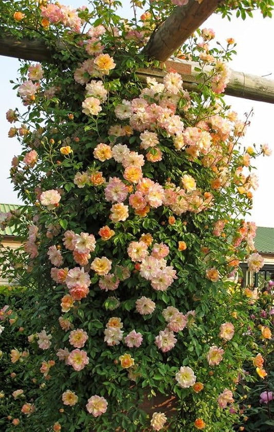 Elegant Climbing Rose Seeds