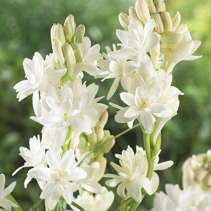 Rajnigandha Double Petal Fragrant Flowers