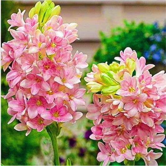 Rajnigandha Double Petal Fragrant Flowers