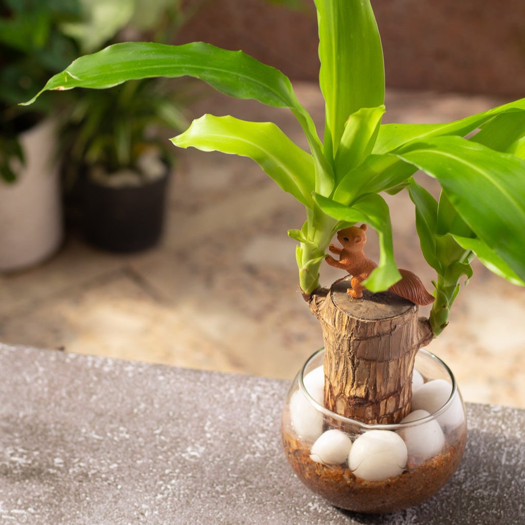 Brazilian Wood Plant Twin Pack