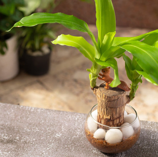 Brazilian Wood Plant Twin Pack