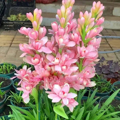 Rajnigandha Double Petal Fragrant Flowers