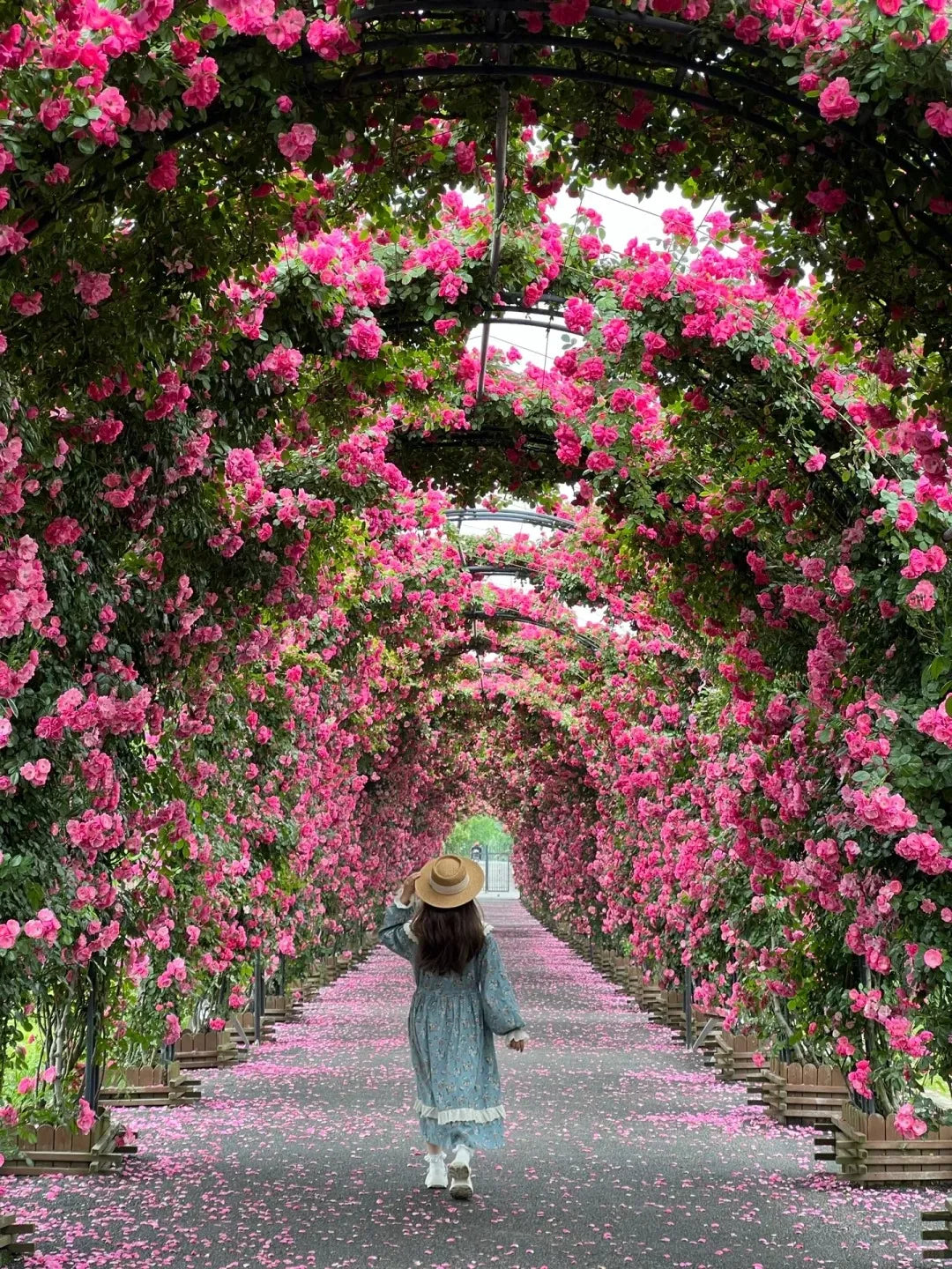 Elegant Climbing Rose Seeds