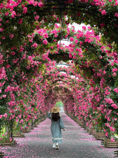 Elegant Climbing Rose Seeds
